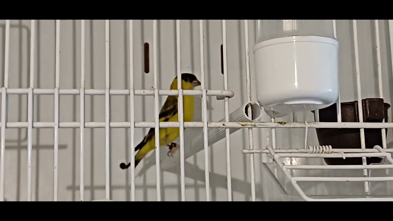 lucherino di yarrell   riproduttori 2026