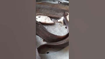 câu cá ngát mồi tép siêu nhạy. ca ngat sieu to khổng lồ