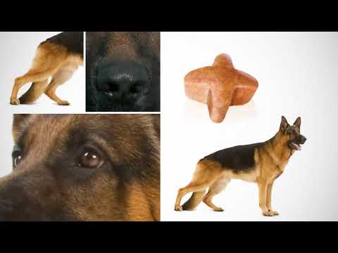 Сухой корм Royal Canin Adult для взрослых собак