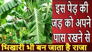 चमत्कारी उपाय इस पेड़ की जड़ को अपने पास रखने से भिखारी भी बन जाता है राजा