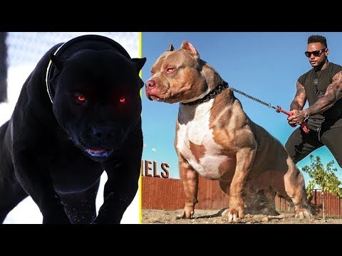 Video: Una satira: perché i pitbull sono i peggiori cani da avere