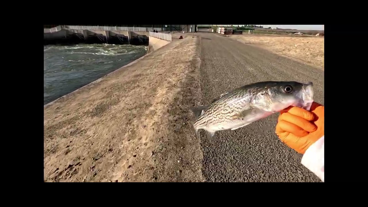 Can't believe this happened! Fishing the California Aqueduct in Avenal. 