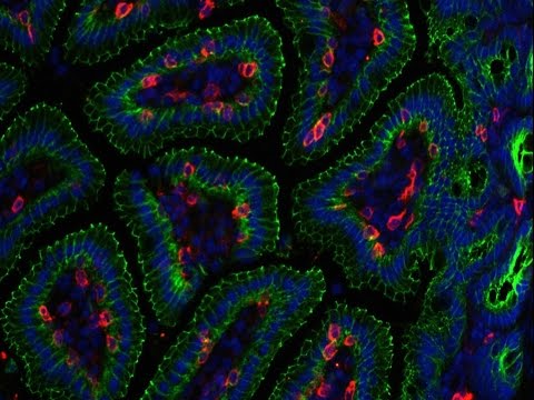 Video: Le cellule cromaffini sono neuroni?