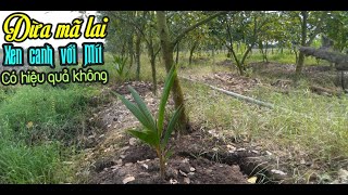 CÁCH TRỒNG DỪA MÃ LAI XEN CANH VỚI CÂY MÍT RẤT HỢP LÝ, BÀ CON NÔNG DÂN NÊN ÁP DỤNG CÁCH NÀY