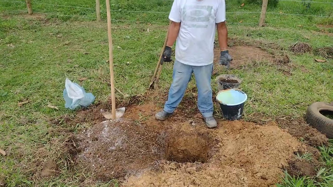 como plantar frutíferas com vô bigode