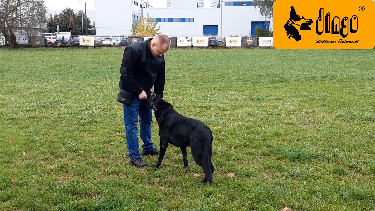 Jak nauczyć psa chodzenia w kagańcu? | Dingo