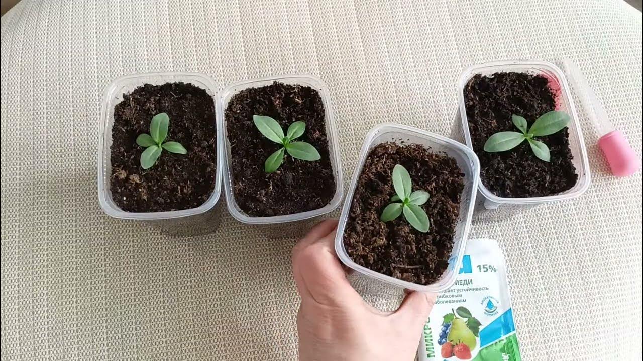 Гибнет рассада эустомы.Скорая помощь для рассады.м-н ДАЧА г.Каменск ...