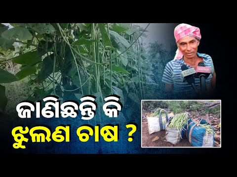ବର୍ଷତମାମ୍ ବିଭିନ୍ନ ପନିପରିବା ଚାଷ ହେଉଥିବା ବେଳେ ଚାଷୀଙ୍କ ପ୍ରମୁଖ ଚାଷ ଝୁଲଣ ଚାଷ ||Knews Odisha