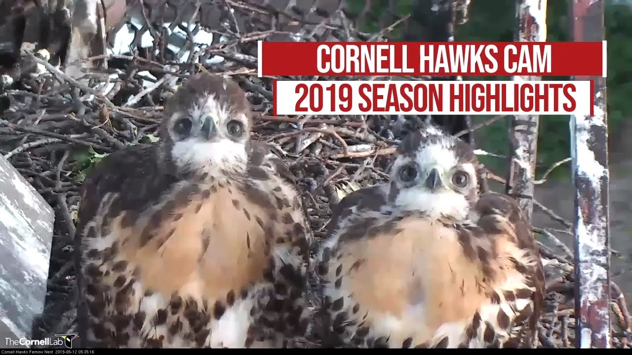 red hawk camera