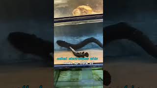 Why You Should Never Touch An Electric Eel