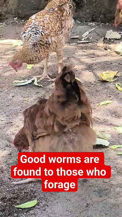 #poultry #chicken #easyfarming #poultryfarming #homestead #farming #farm