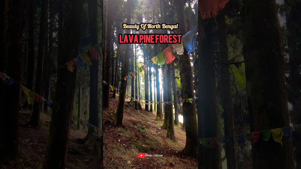 Lava Pine Forest  