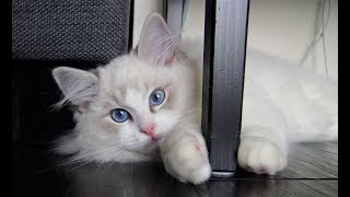 Ragdoll Kitten's Relaxing Day by Juniper Ragdoll 130 views 5 years ago 2 minutes, 42 seconds