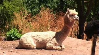 &quot;LA PLANICIE&quot;, ARTESANÍA EN FIBRA DE ALPACA - Serie Documental Artesanías del Maule 2da temporada