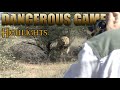3 Cape Buffalo, 3 Lion &amp; Plainsgame Hunt Highlights