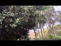 Thunderstorms Spring in Brisbane