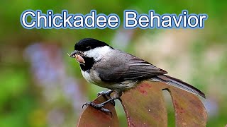 Chickadee Nestling Feeding Behavior Mini Documentary