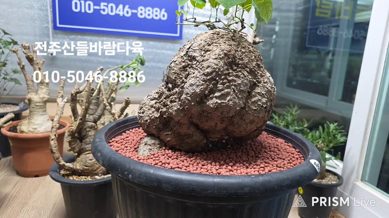 전주산들바람다육 라이브 방송