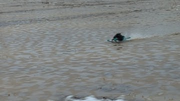 alpha-6 rc snowmobile deep water skipping