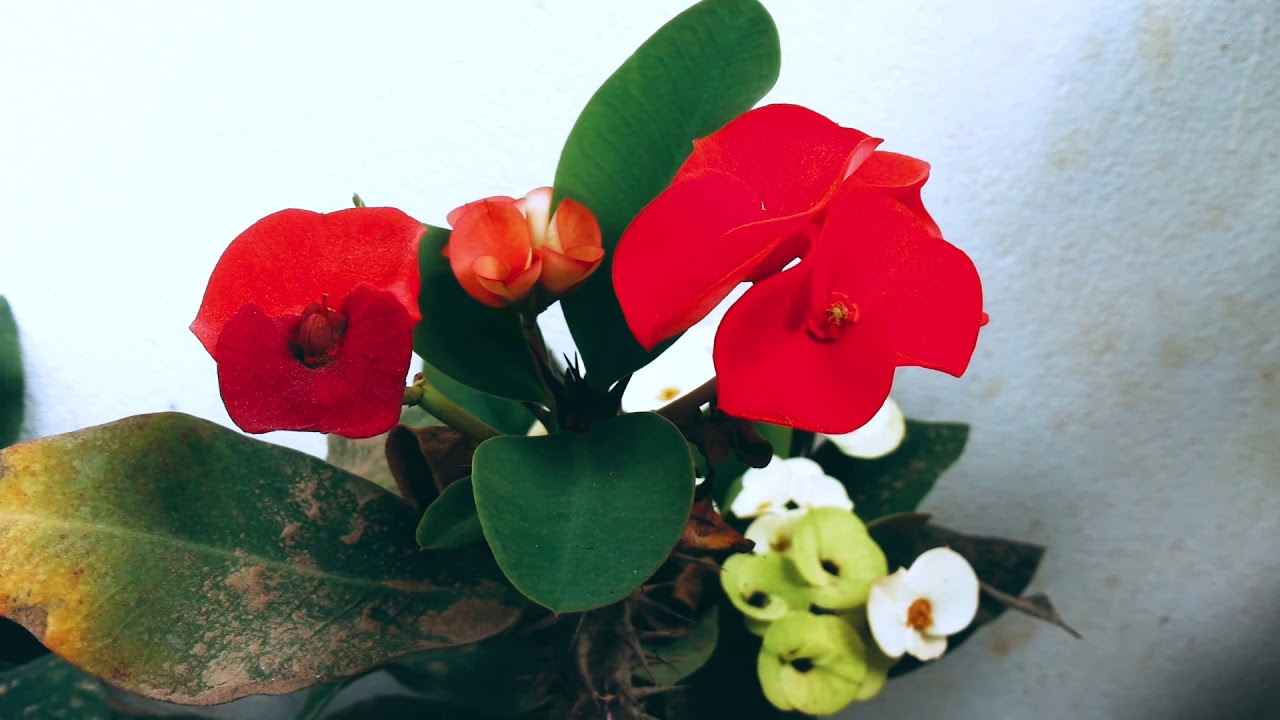 Global VideoKH | Hometownl Flower Maung Russey Battambang HD Video