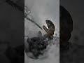 What do you rate my corbets drop outta 10? #snowboarding #skiingfails #realski #skiing #ski #skilife