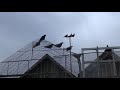 Николаевские голуби.Pigeon.В гостях у Василия ч. 2.