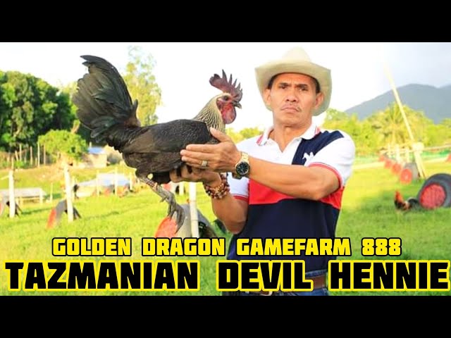 TAZMANIAN DEVIL HENNIE - GOLDEN DRAGON GAMEFARM 888 class=