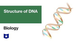 Structure of DNA | Biology