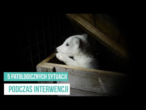 Wideo: Oto jak możesz przyjąć królika ze schroniska