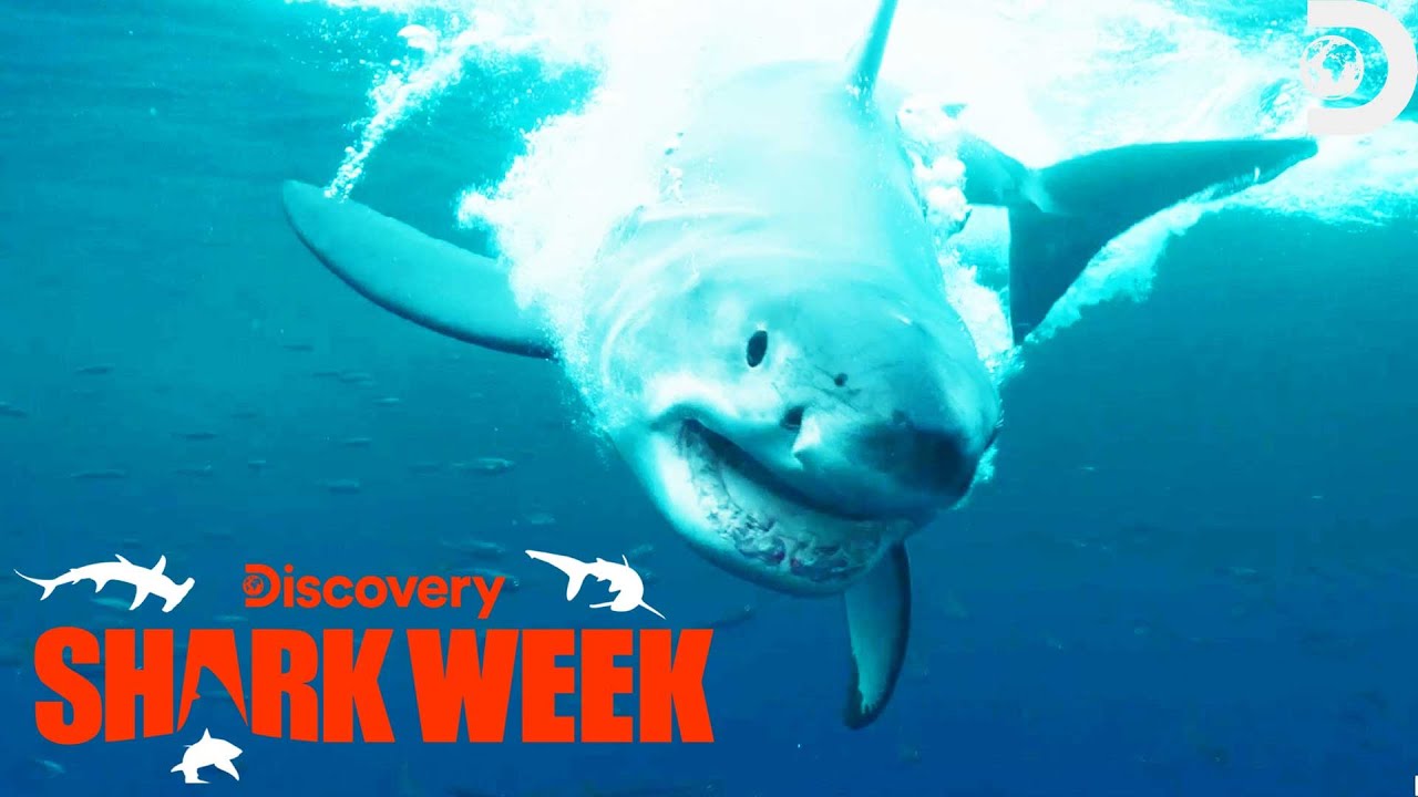 Shark vs Snake Battle of the Bites free live stream for Shark Week 2023, how to watch on demand (7/27/23)