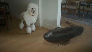 Geico Commercial 12 2026