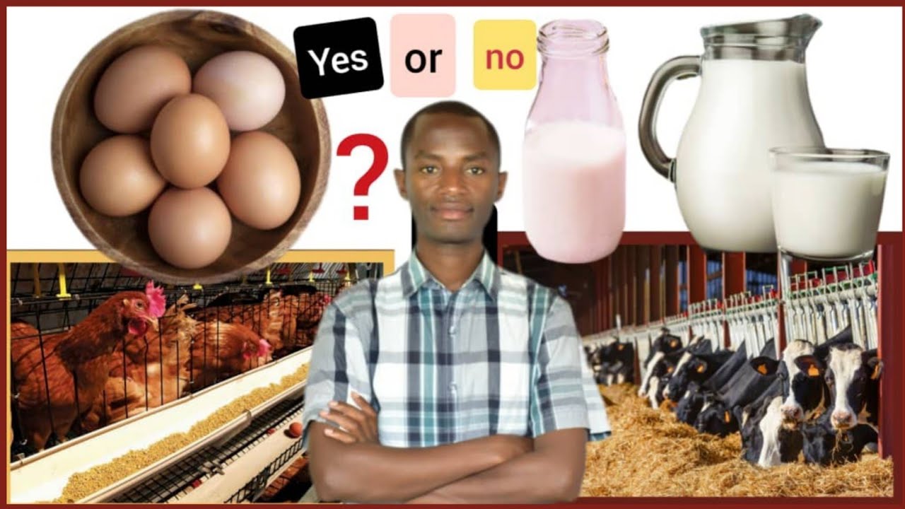 Amagi n'amata bifitiye umumaro ubuzima? Hari indwara biteza? Menya byinshi benshi batazi ku magi n'a