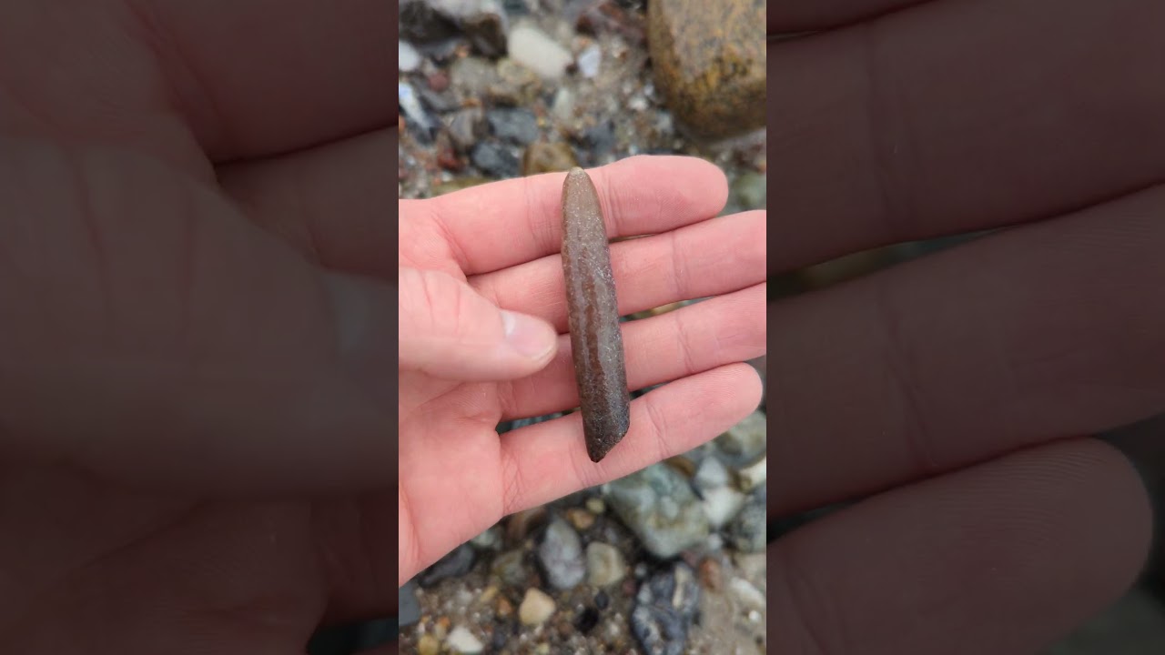 Große Spitze eines Belemniten (ca. 66-100 Millionen Jahre alt) an der Ostsee gefunden! 