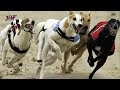Western Ireland - Greyhound Racing