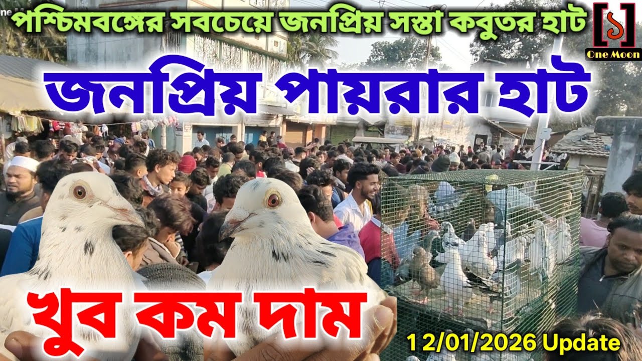 পশ্চিমবঙ্গের সস্তা জনপ্রিয় কবুতর হাট / Cheapest Pet Market In Kolkata / Sarenga Pigeon Market 
