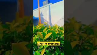 Gurudwara Sahibgurudwara Flag