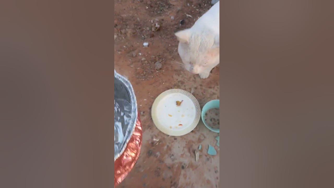 stray-cat-need-water-animals-cat-youtube