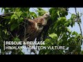 Himalayan griffon vulture released back into the wild