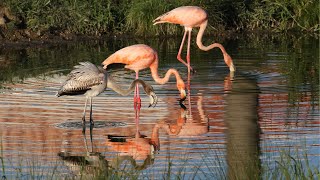 American Flamingo Invasion!