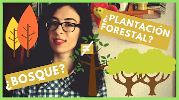 ¿Qué son bosques nativos y plantaciones forestales?