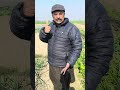 🧅 Perfect Onion Sample 😍 | Excellent Bulb Size | 80 Days Harvest 🌱 #farming #shorts