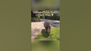 Wild Boars Are Dangerous 😨