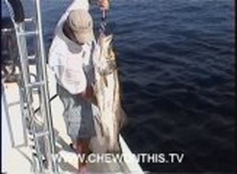 Catfish eating Snook! Ft. Myers Beach Florida Snook Fishing Trips Guide Tours