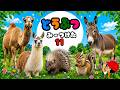 【子供向けアニメ】動物!みいつけた!11どうぶつの名前を覚えよう〈ラクダ、ラマ、ロバ、リス、ハリネズミなど〉【幼児向け 子ども向け 】 日本語 Hiragana animal Japanese