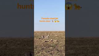The female cheetah hunted the deer to feed her cubs. #trending #lion #viral #animals #wildlife