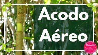 Cómo hacer un Acodo Aéreo paso a paso. Tutorial completo - Escondite de RacheL