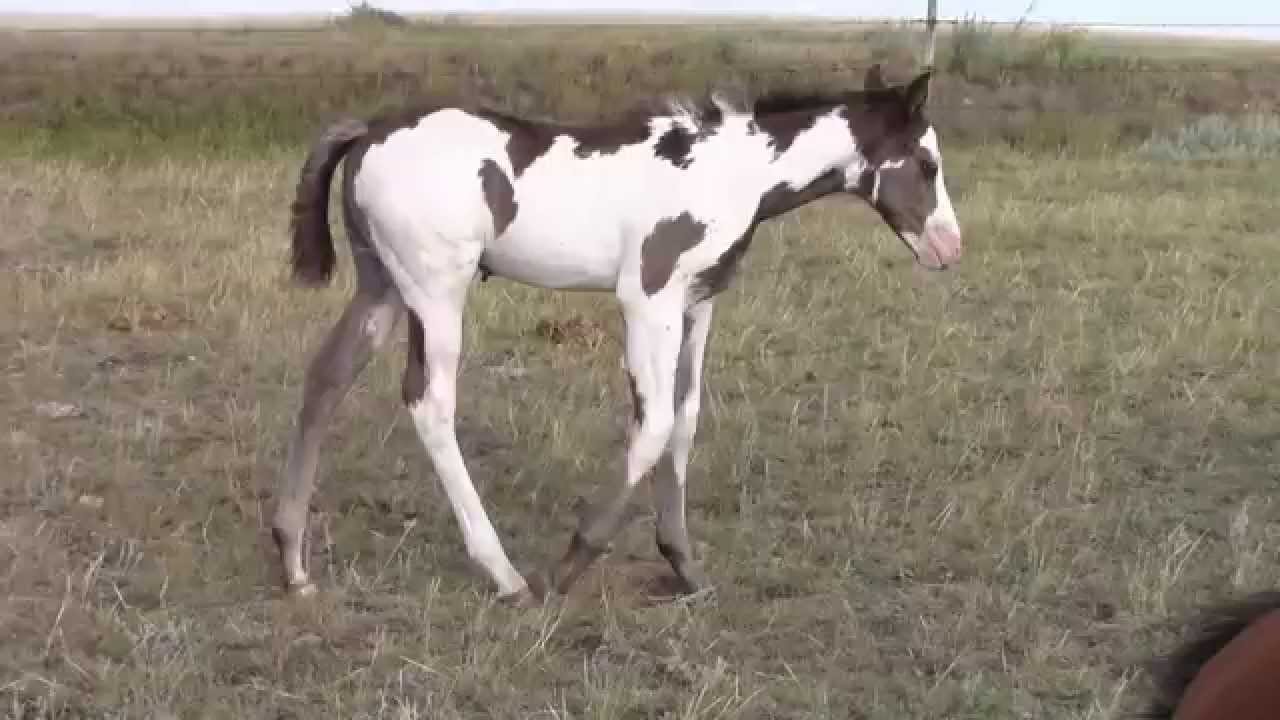 2014 Black Overo Colt for sale [SOLD] YouTube