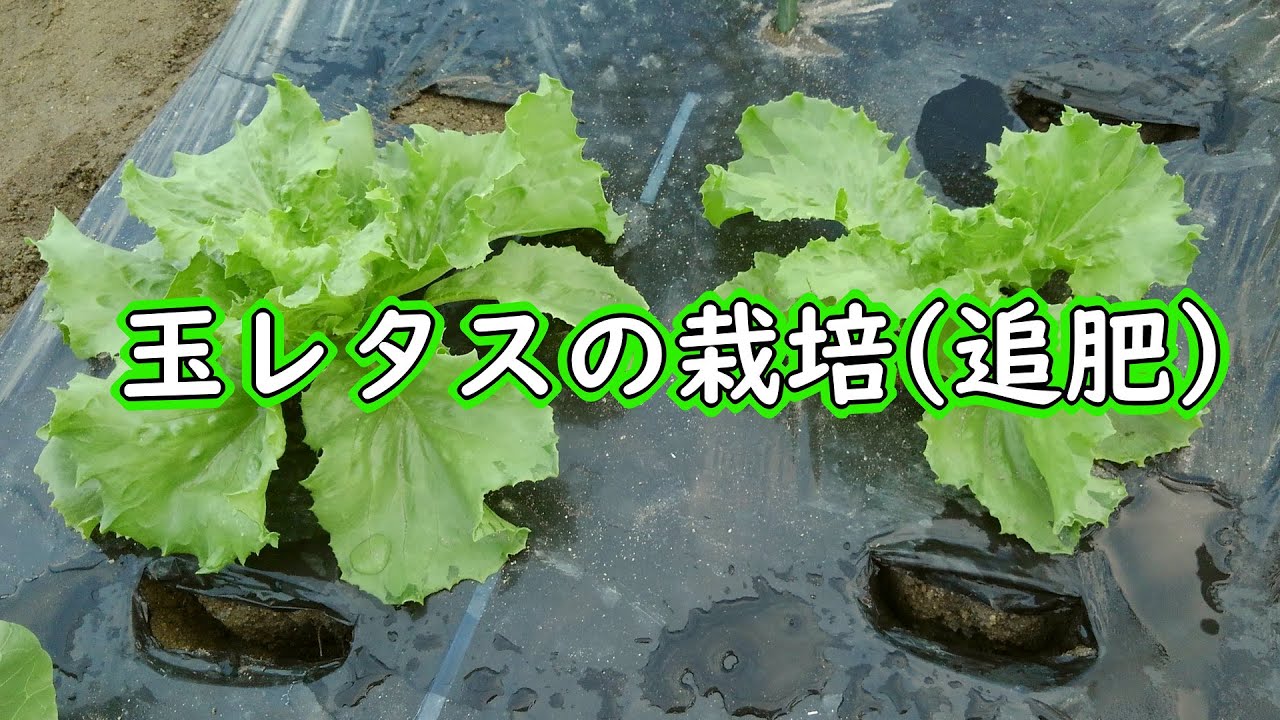 玉レタス 結球レタス の栽培 追肥時期です 有機栽培でおいしい野菜作り