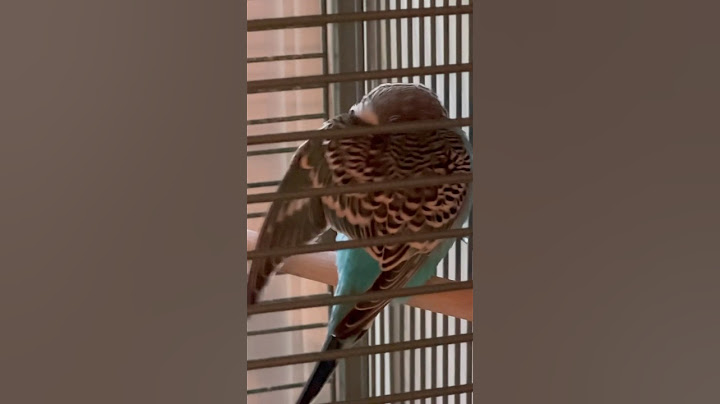 THIS IS HOW BIRDS PLAY HIDE 🫣 AND SEEK 😂