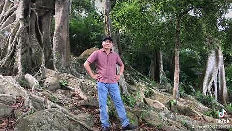 Cây Đa 1000 năm tuổi trên bán đảo Sơn Trà - Đà Nẵng